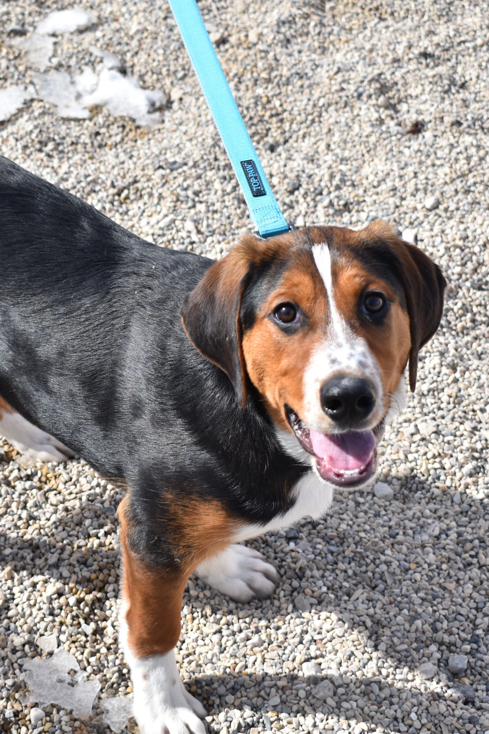 Fond du lac humane sales society dogs