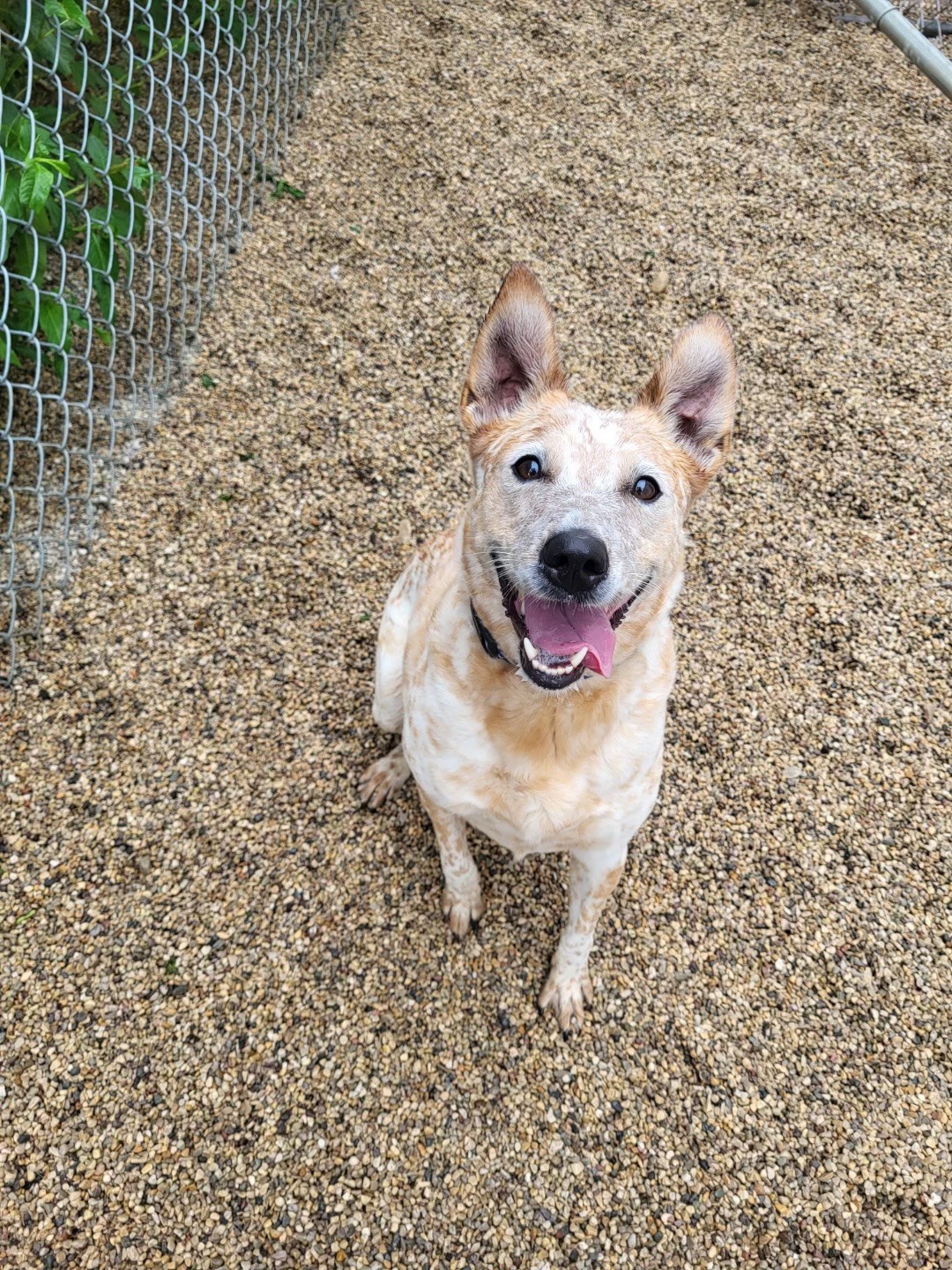 Red smithfield cattle orders dog